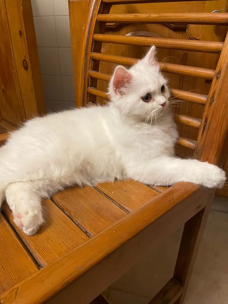 White Persian male kitten — photo 3