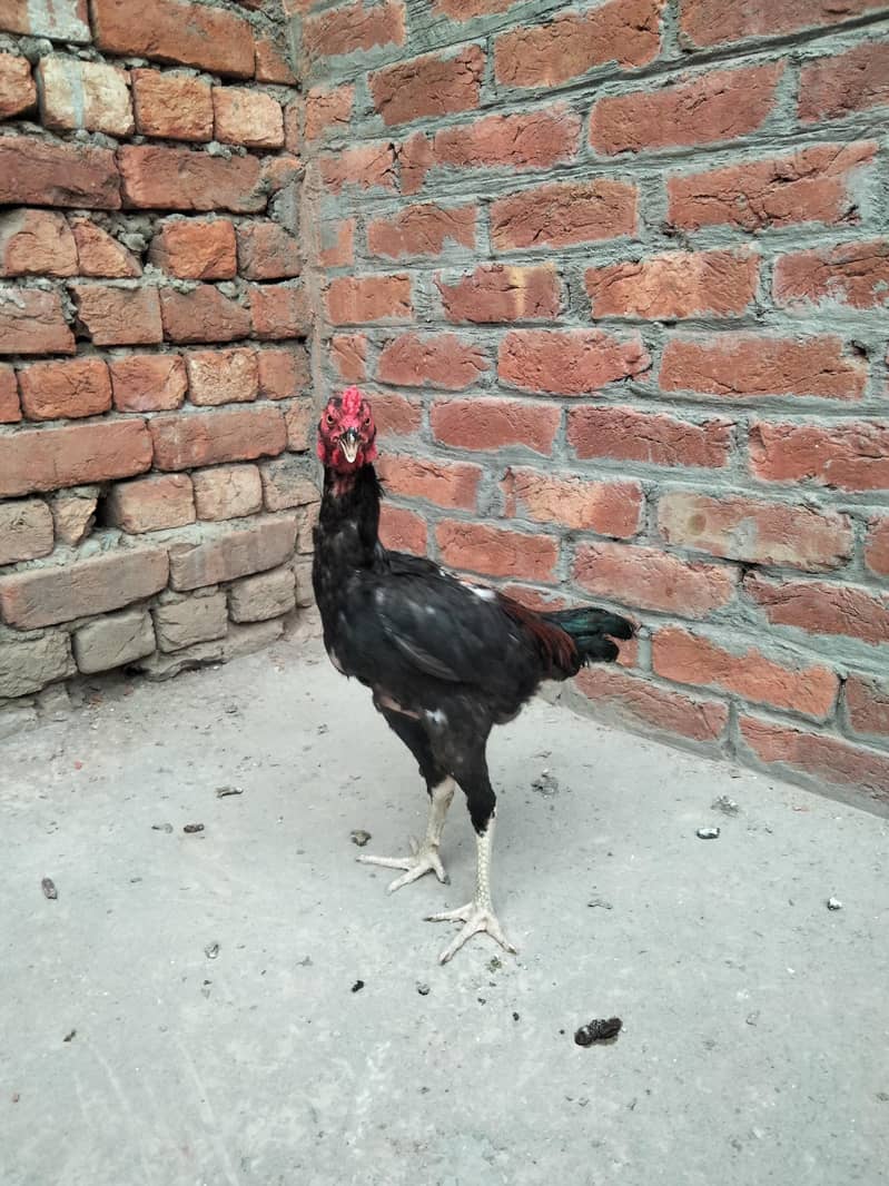 Aseel Patha 4