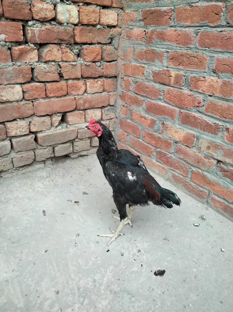 Aseel Patha 5
