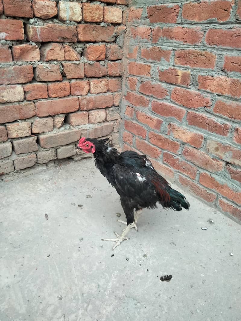 Aseel Patha 6