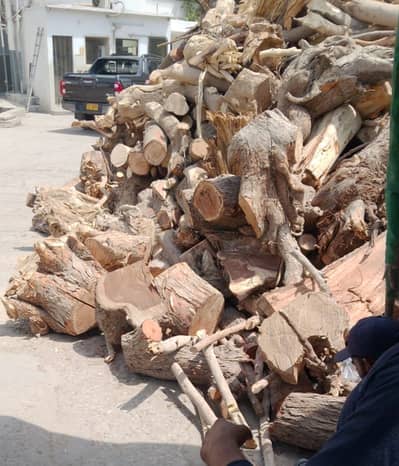 Wood Available for Industry, Factory, Mills, Boilers