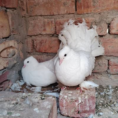 pure indian lucka pair