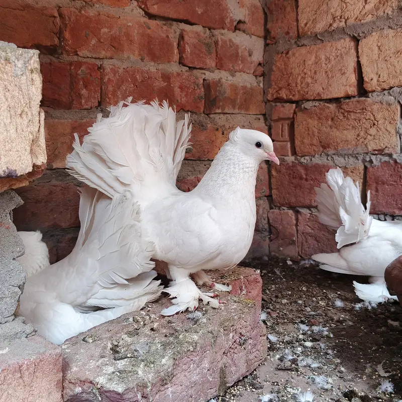 pure indian lucka pair — photo 2