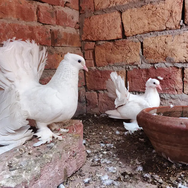 pure indian lucka pair — photo 3