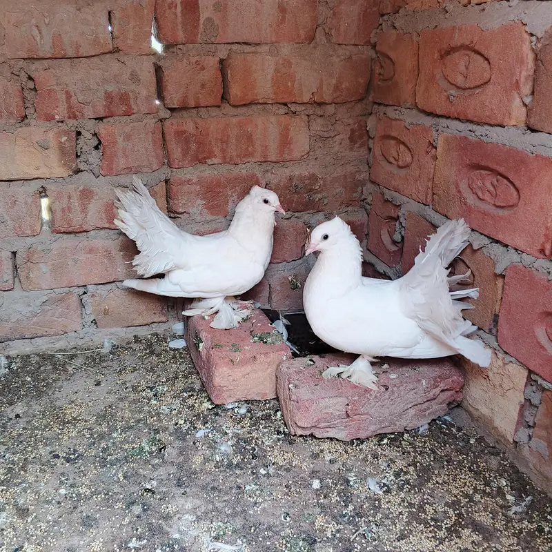 pure indian lucka pair — photo 4