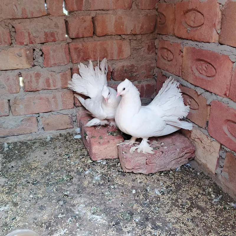 pure indian lucka pair — photo 5