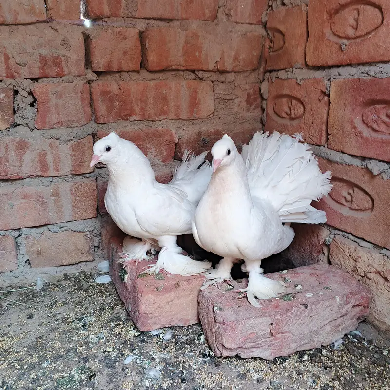 pure indian lucka pair — photo 6
