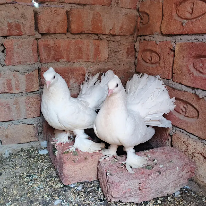 pure indian lucka pair — photo 7