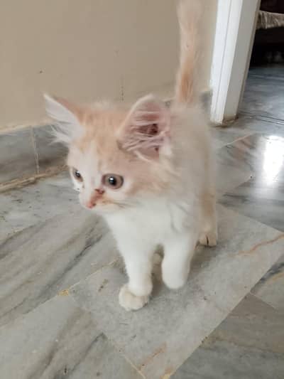Persian kitten