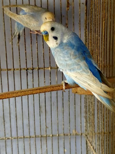 Budgies Mix Mutation