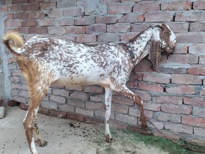 Makhi chine