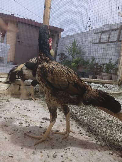 Aseel pair for sale.