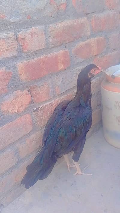 aseel roster for sale