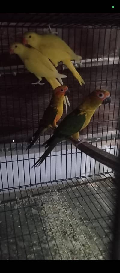 sunconor yellow rengnek