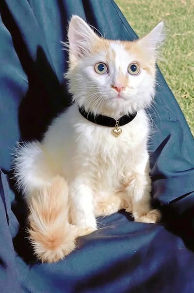 Beautiful Turkish angora male kitten