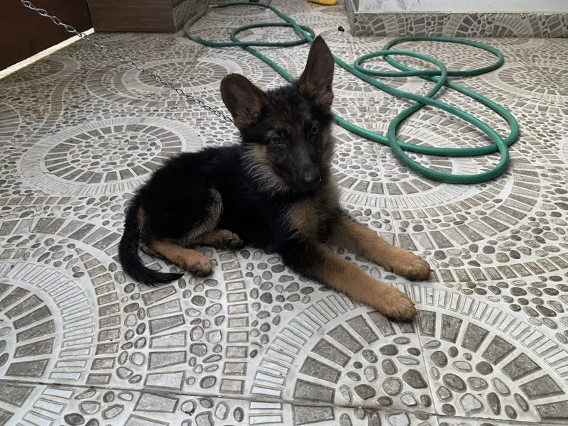 German shepherd Long Coat Puppie — photo 2