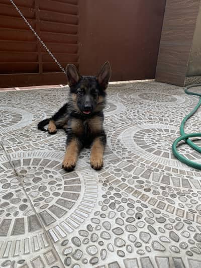 German shepherd Long Coat Puppie