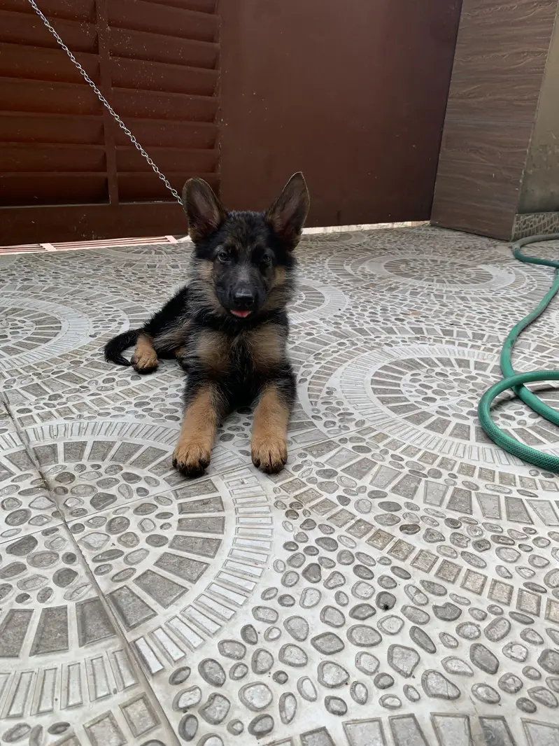 German shepherd Long Coat Puppie