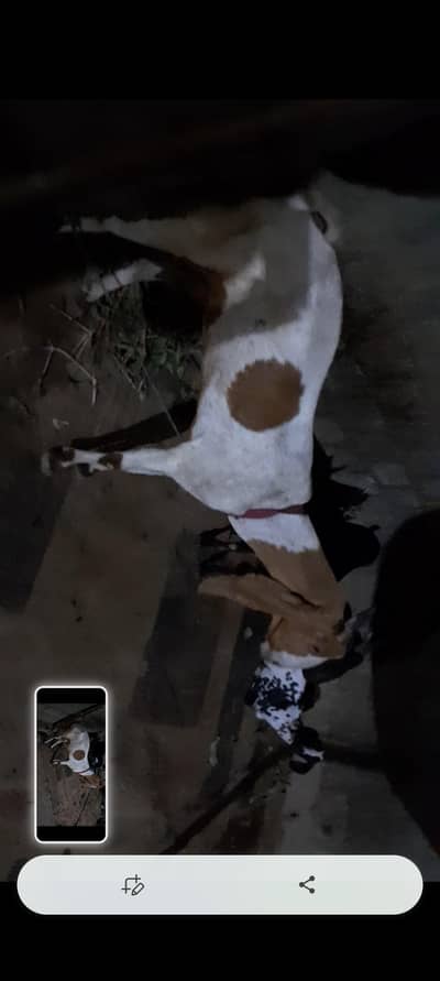 goat for sale