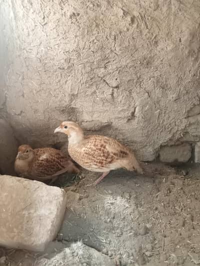 dakhani teetar