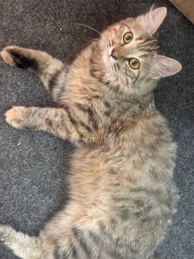 Gray cat