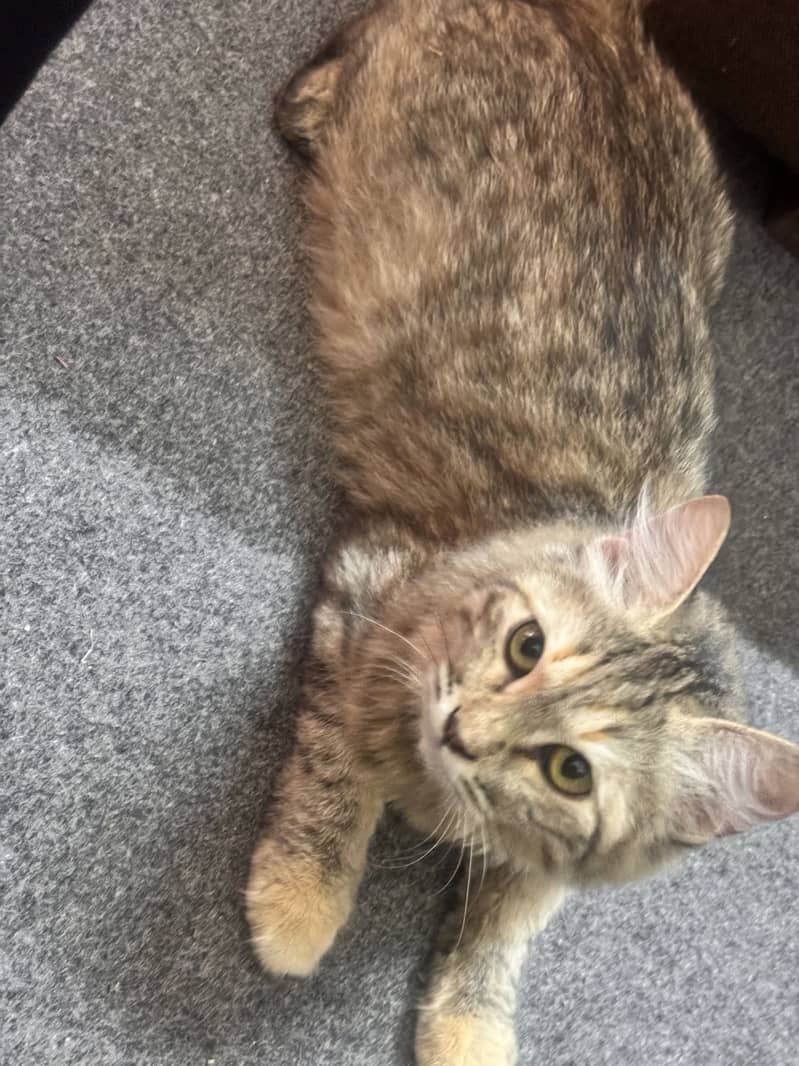 Gray cat 1