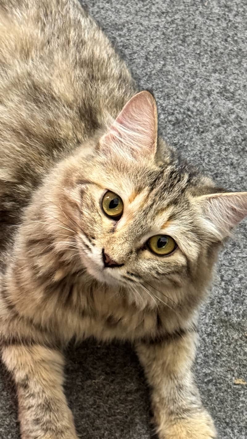 Gray cat 2