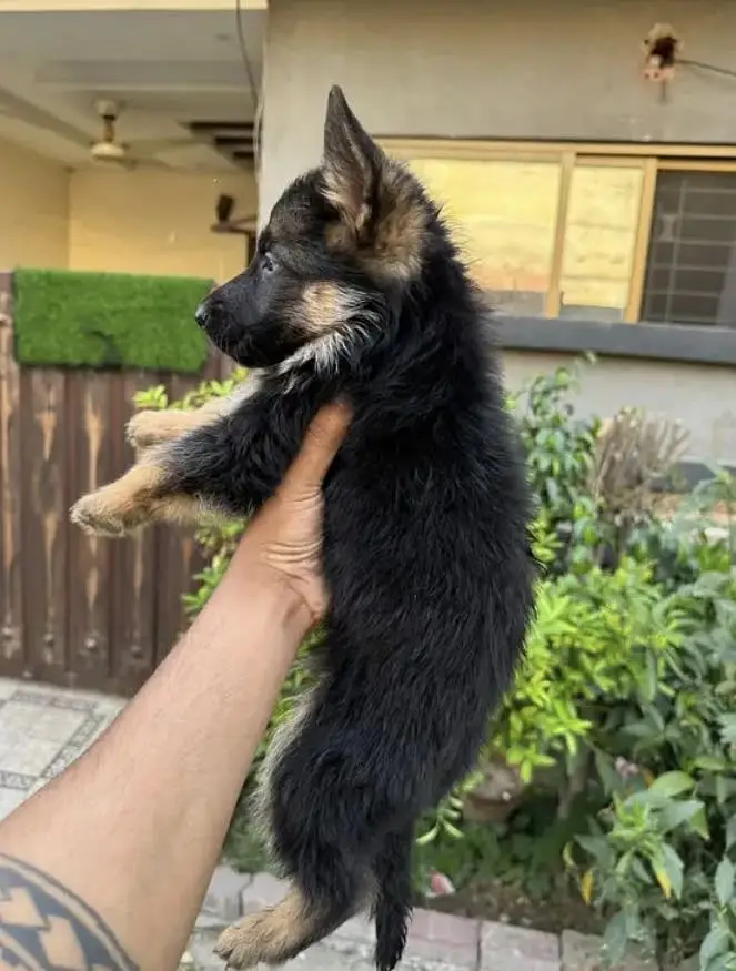 German shepherd Long Coat Puppie — photo 3
