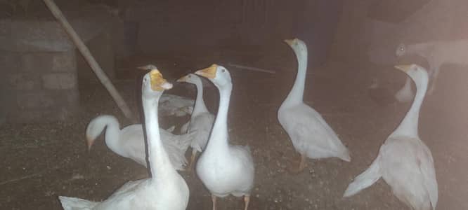 white goose long neck ducks
