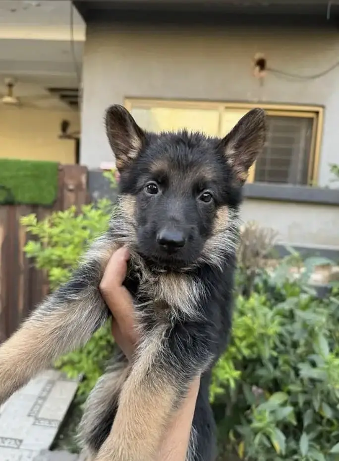 German shepherd Long Coat Puppie — photo 4