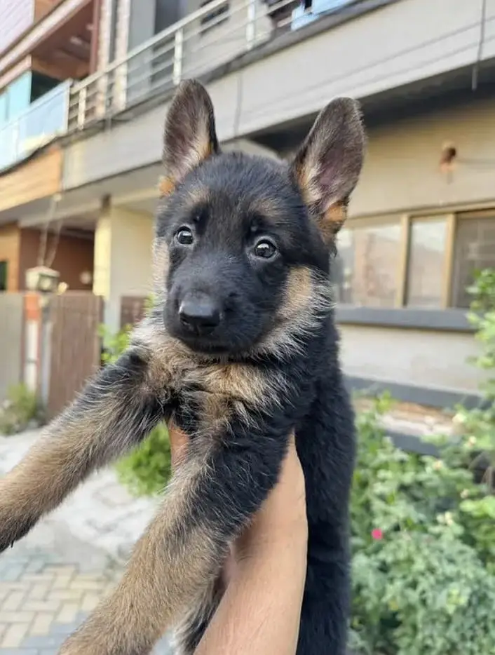 German shepherd Long Coat Puppie — photo 5