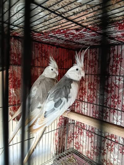 Beautiful Cockatiel Breeder Pair