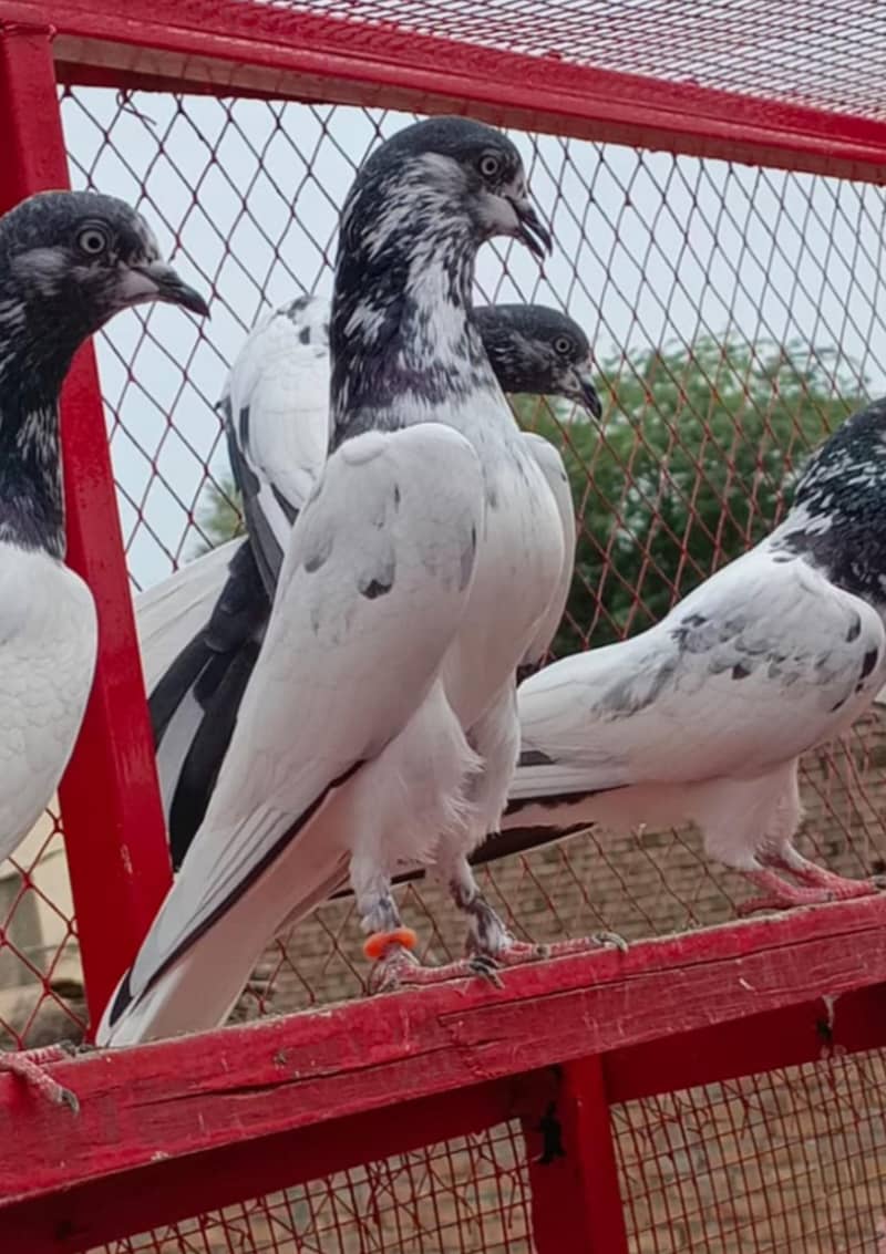 pipla breed پپلاں والے 0
