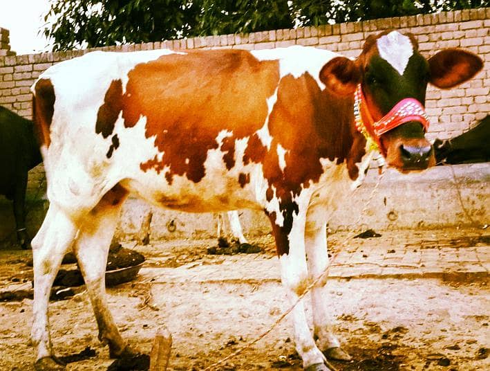 cross farsion cow 0