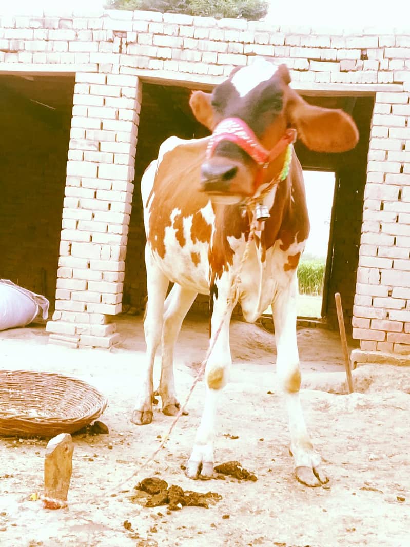 cross farsion cow 1