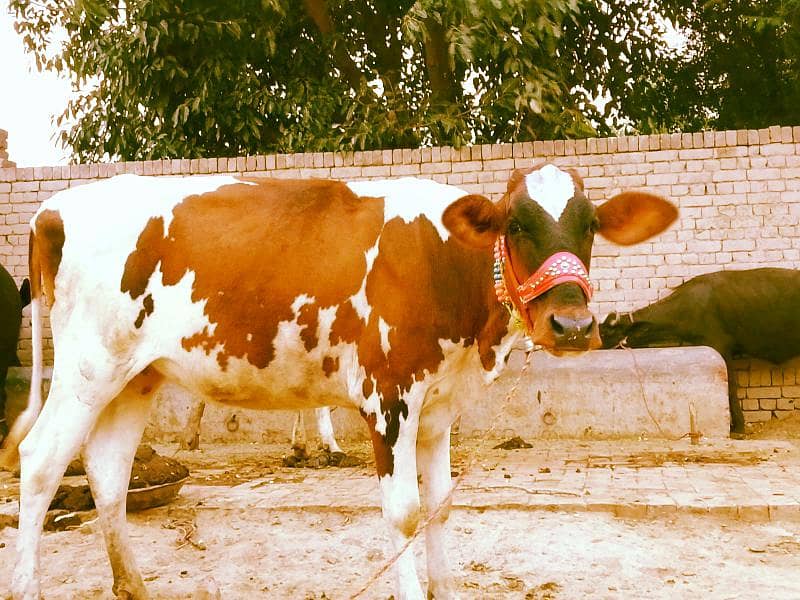 cross farsion cow 2