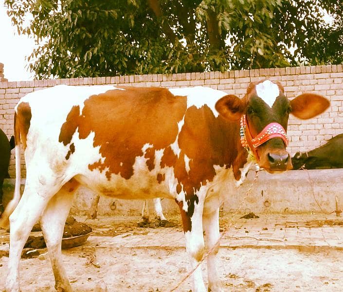 cross farsion cow 3
