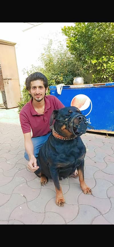 Imported Rottweiler female