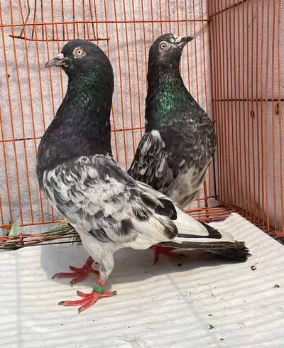 chapdar  bredr pair avil