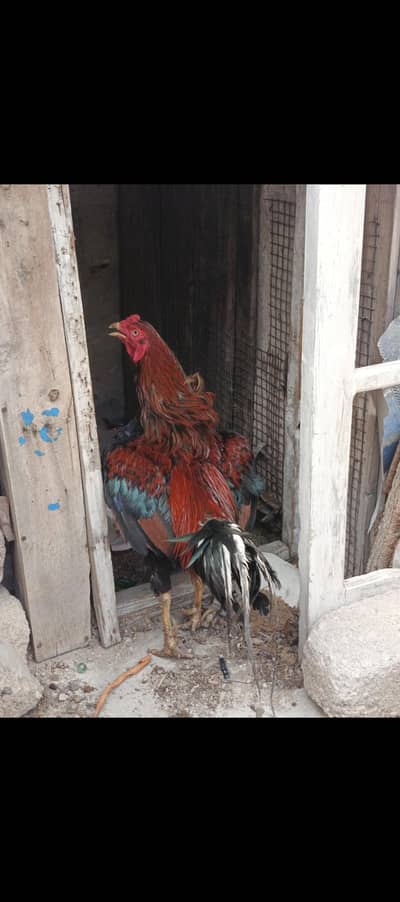 aseel Sindhi mirgha murghi plus 2 chicks