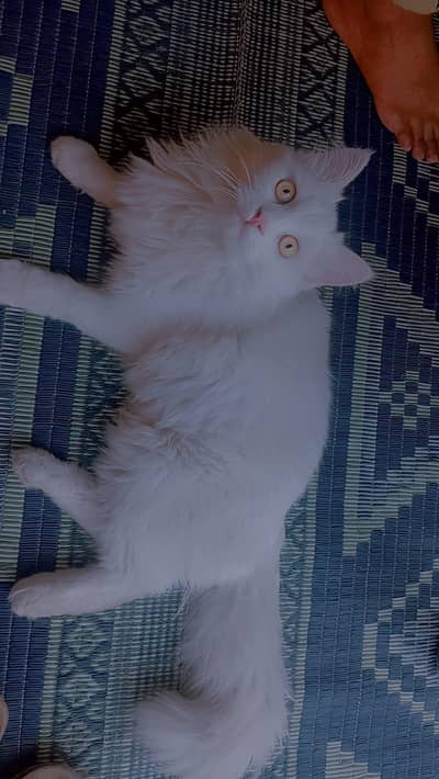 male 9 month female 6 month ki ha