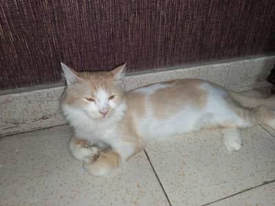 Persian cat for adoption.
