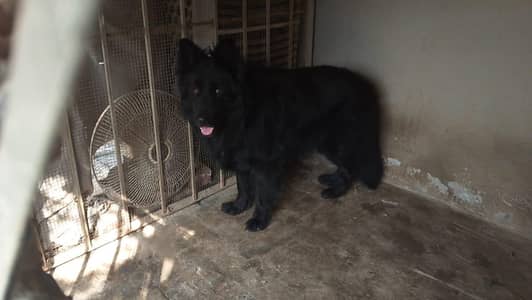 German Shepherd GSD Stud