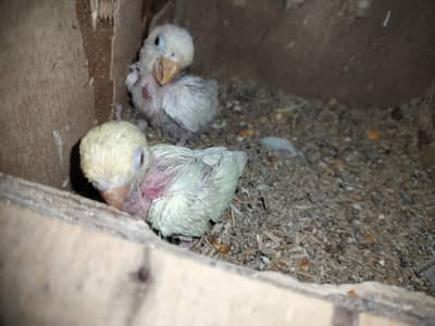 All setup for sale  Lovebirds,cage &  master cage for