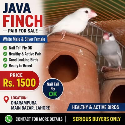 Java Finch Pair (White Male & Silver Female) – Rs. 1500