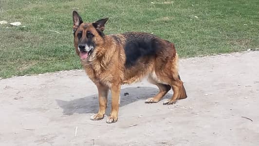 GSDCP FCI PEDIGREE FEMALE
