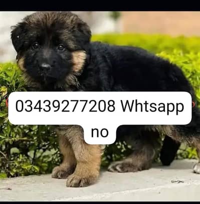German shepherd puppies available