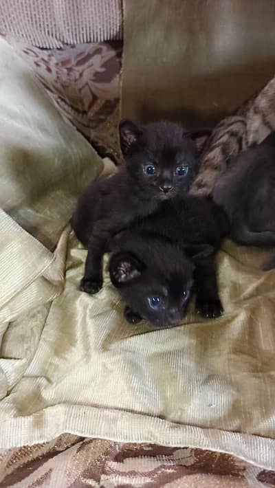 black kitten for adoption
