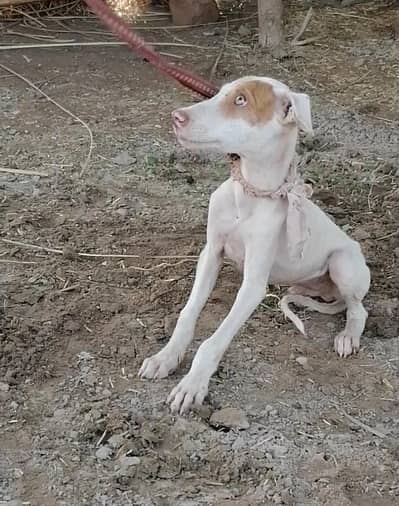 gultair male  puppy