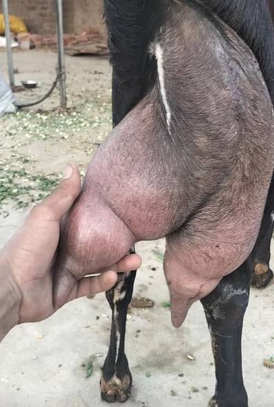 goat for sell arjant